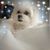 Dyann Wright's profile image
