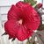 Betty Kass Elsenheimer's profile image