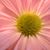 Christine Lindstrom Nelson's profile image
