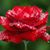 Rose Bud's profile image