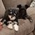 Dawn S Kieselbach's profile image