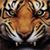 Tom Myers's profile image