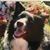 Lisa McLane's profile image