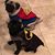 Sue Dalos's profile image