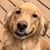 Diana Siegel's profile image