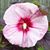 Paula Hulke's profile image