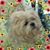 Patti Hardesty Hoedebecke's profile image