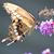 Melissa Wilson's profile image