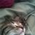 Nancy Carroll Sterling's profile image