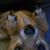 Kate Holmgreen's profile image