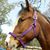 Linda Wilks Greaves's profile image