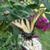 Rose Sincak's profile image