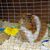 Caz Tear's profile image