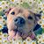 Brittany Dabe's profile image