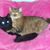 Chris Shrum Rudolph's profile image