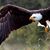 Martha Chisholm's profile image