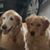 Mary Ann Bann's profile image