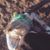 Lucretia Maesi Teretto's profile image