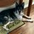 Laura Zollo Schiess's profile image