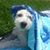 Caroline Forestieri's profile image