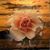 Anne Brandon's profile image
