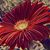 Gina McBride's profile image