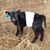 Kamber Fisher Morrison's profile image