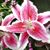 Donna Jones Hensley's profile image