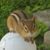 Christine Brown's profile image