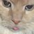 Kim Megonigal's profile image