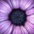 Sheila Albertson's profile image