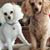 Tracie Norton Netherton's profile image