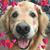 Sue Breyer Starcher's profile image
