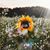 Tammy Warren Owen's profile image