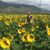 Judy Hepner's profile image