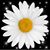 Lisa Rosas's profile image