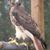 Kay Sisson Oster's profile image