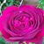 Frances Turton's profile image