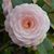 Cathy Collins Bland's profile image