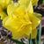 Nancy Inman Lancaster's profile image