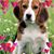 Susan DiCarlo's profile image