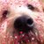Laura Rizzo's profile image
