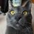 Susan Czyski Caparco's profile image