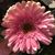 Wendy Sklar Giordano's profile image