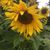 Melodee McIntire's profile image