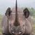Rayiam Collins's profile image