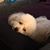 Martine Gauvin's profile image