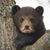 Bruce Yliniemi's profile image