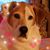 Dianne Panozzo's profile image