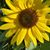 Debra McKenzie's profile image